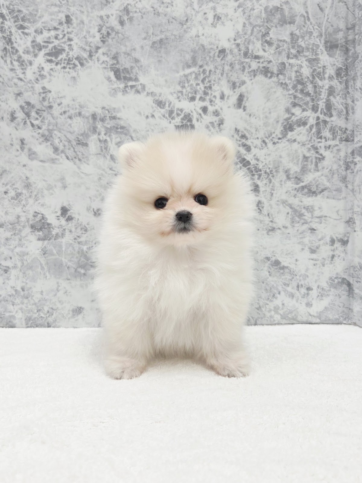 ポメラニアンの写真