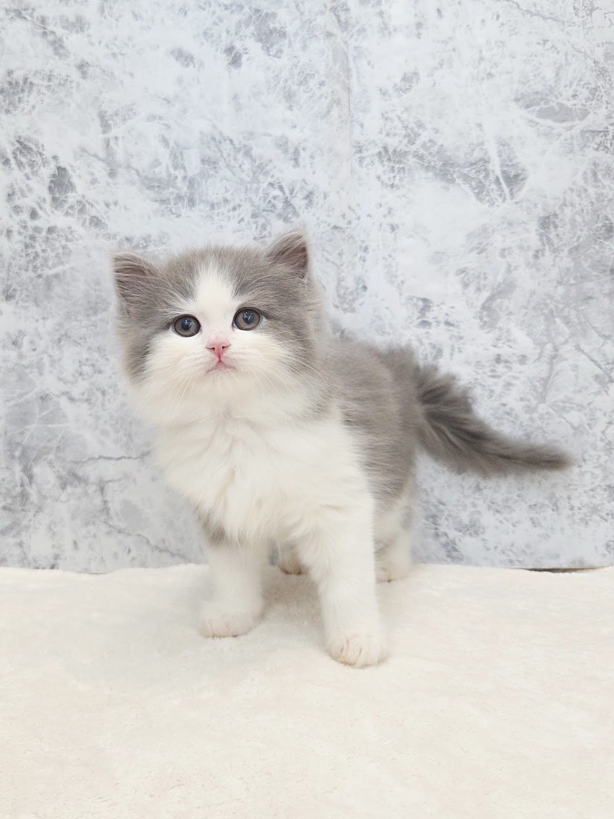 サイベリアンの写真3