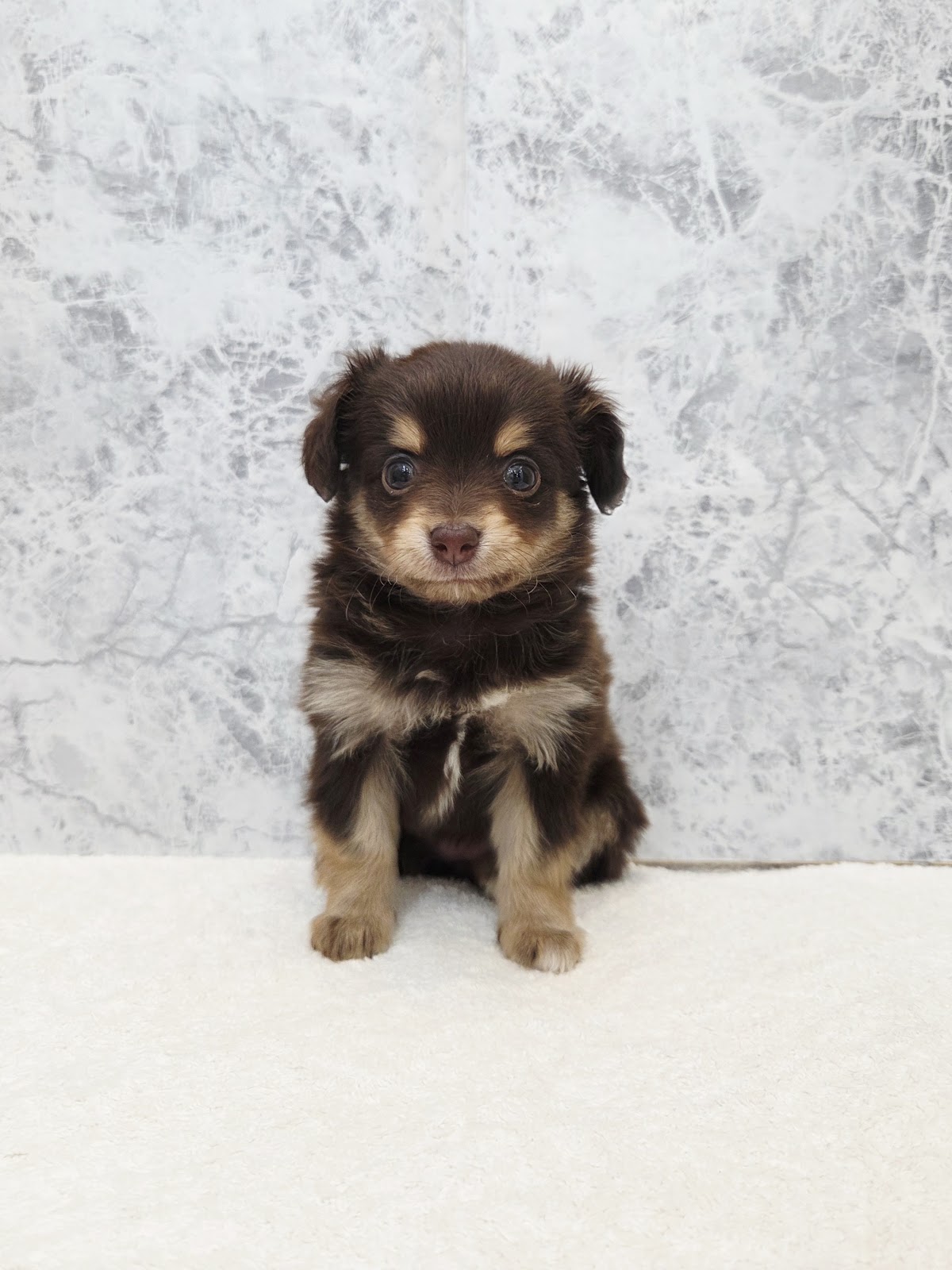 カニーヘンダックスフンド×チワワの写真