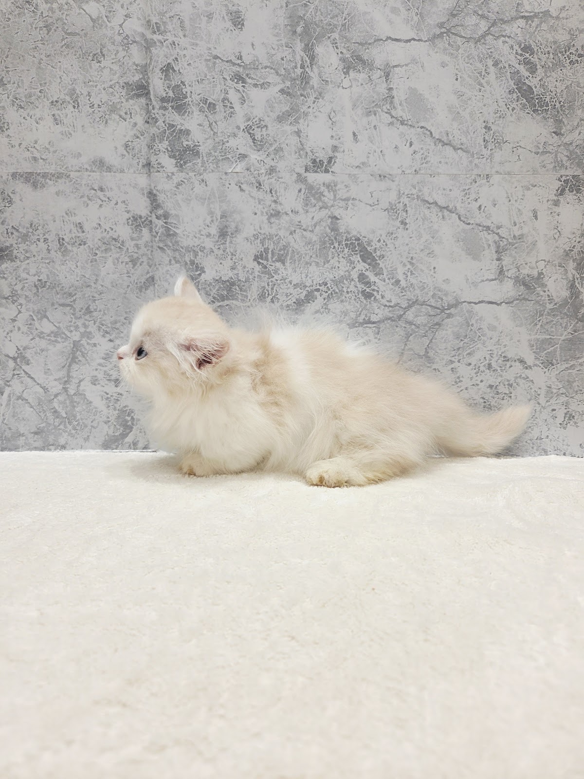 ミヌエットの写真2