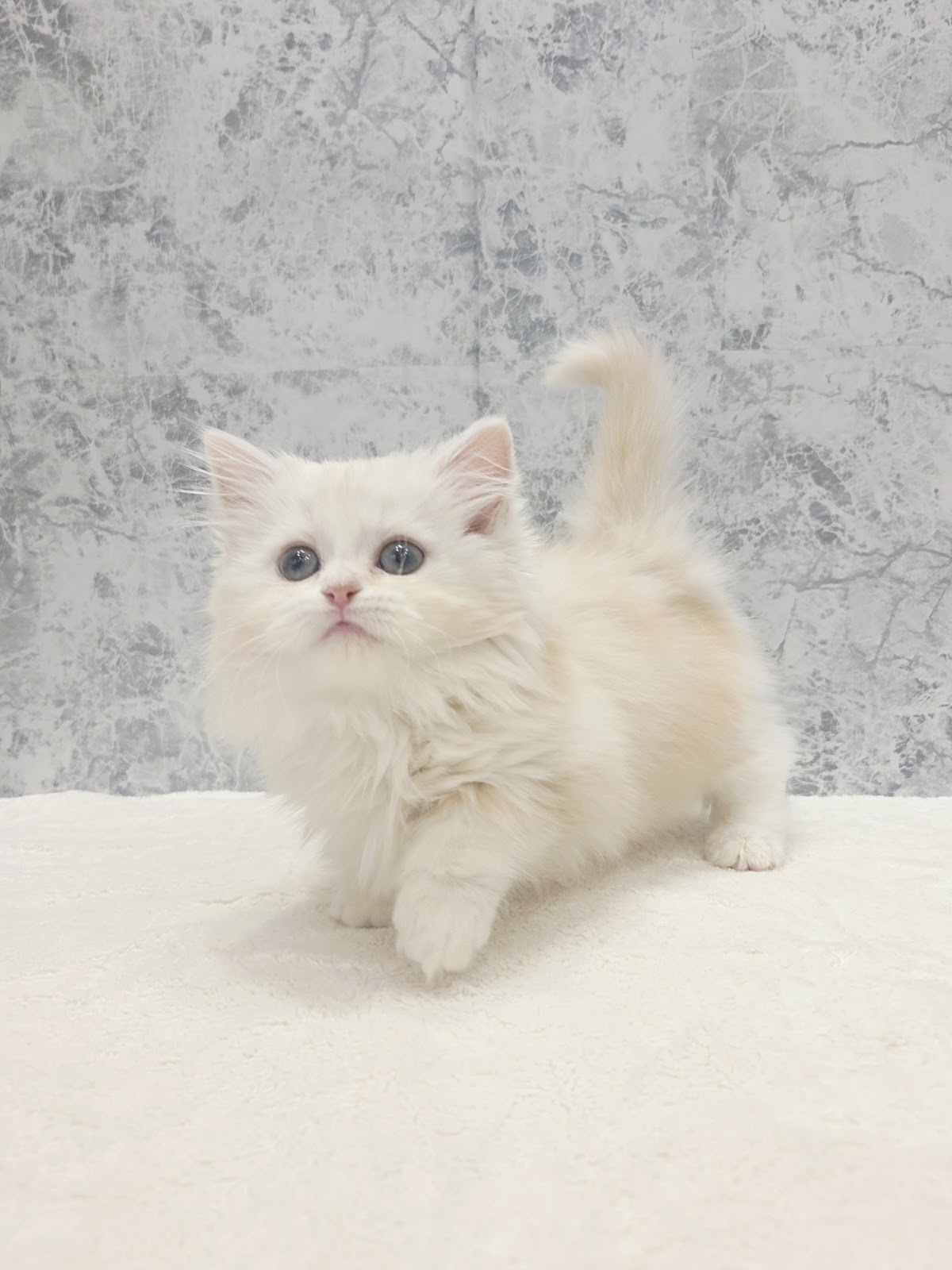 ミヌエットの写真3