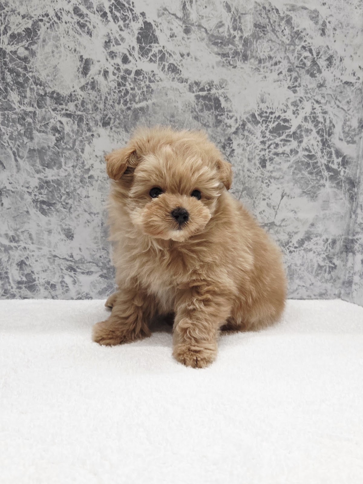 トイプードル×ポメラニアンの写真3