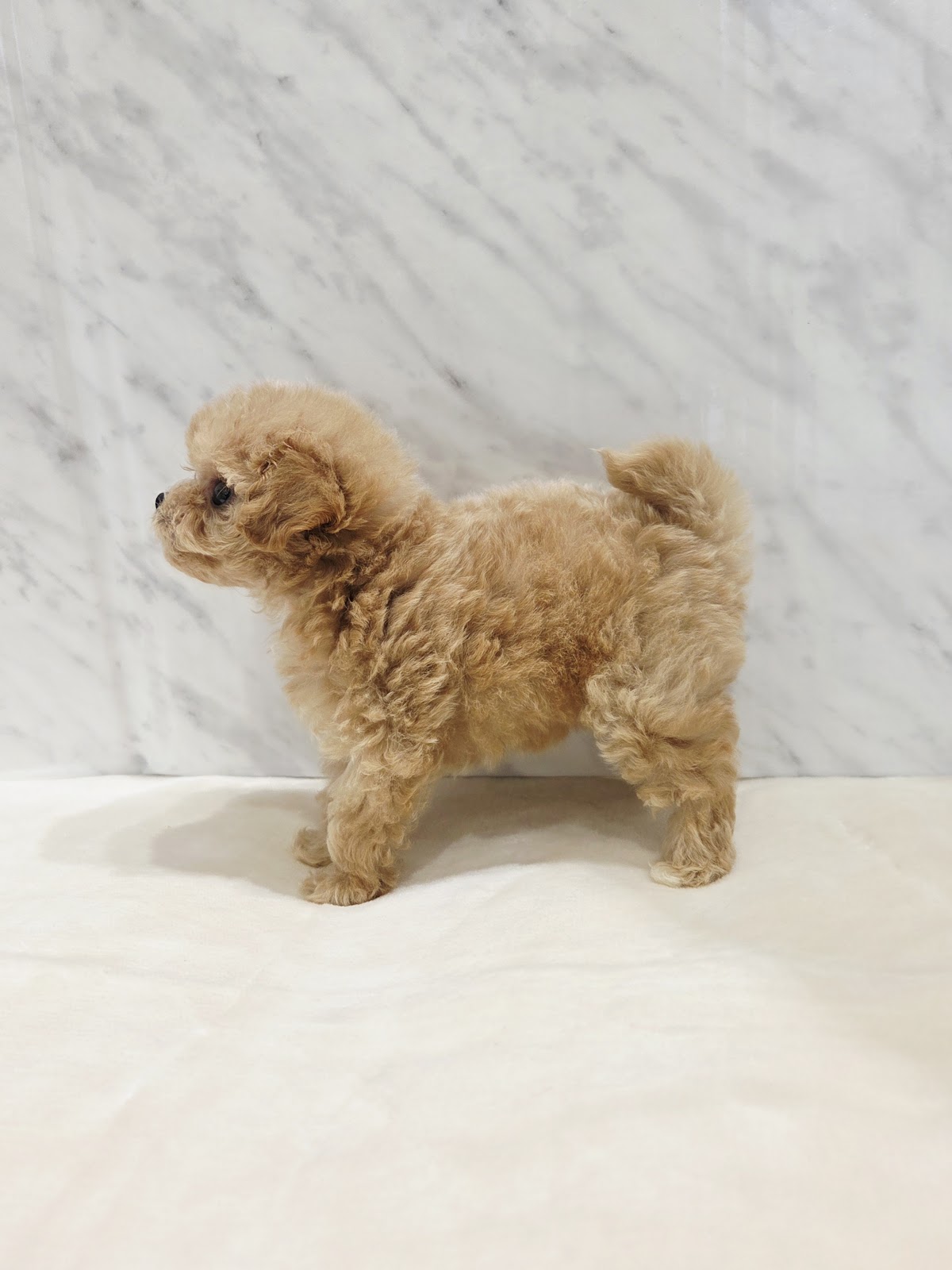 トイプードル×マルチーズの写真2