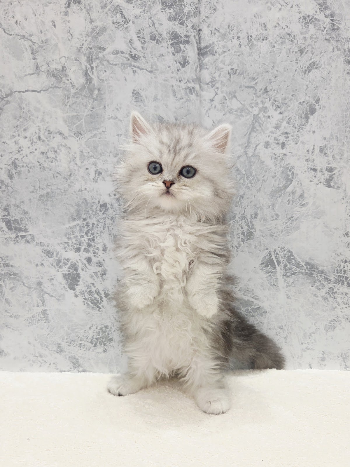 ミヌエットの写真3