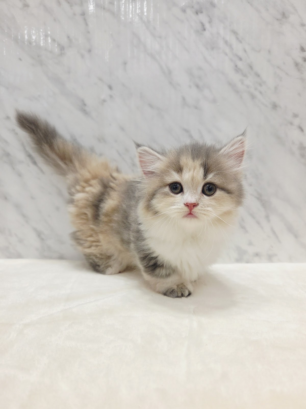 ミヌエットの写真3