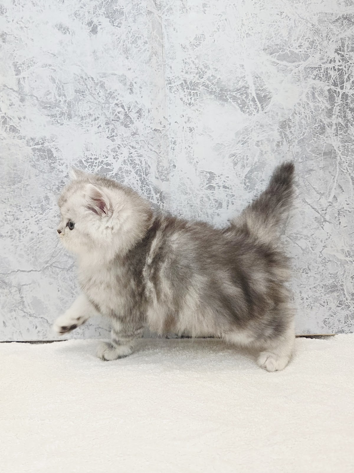 ラガマフィンの写真2