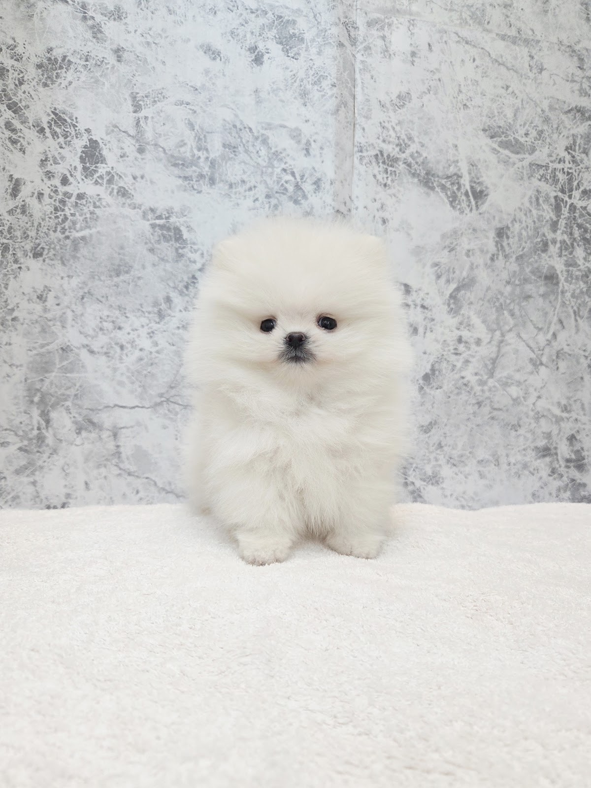 ポメラニアンの写真