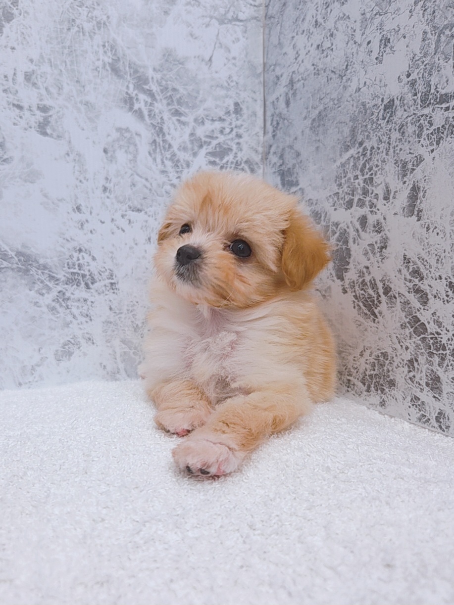 トイプードル×チワワの写真3