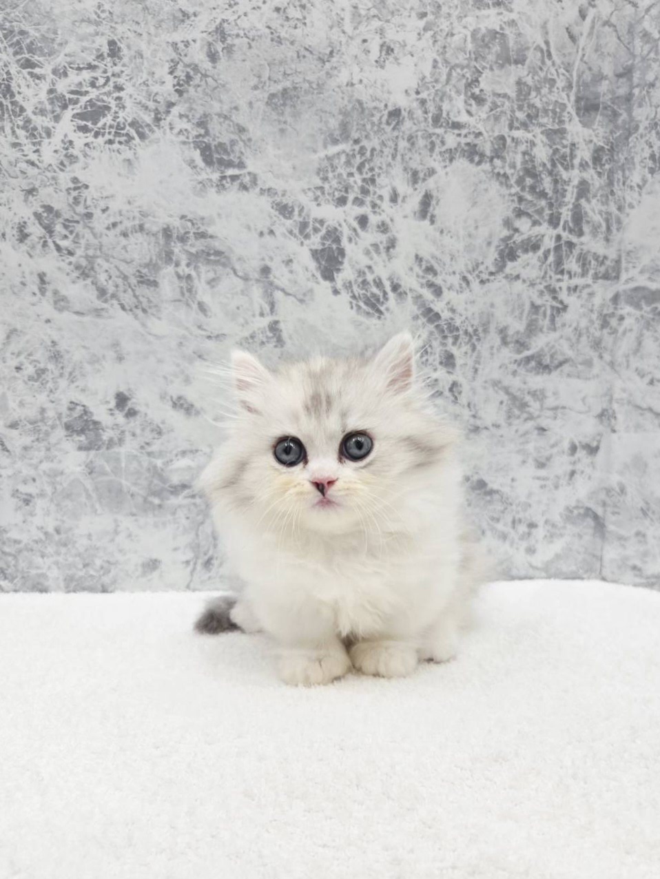 ミヌエットの写真3