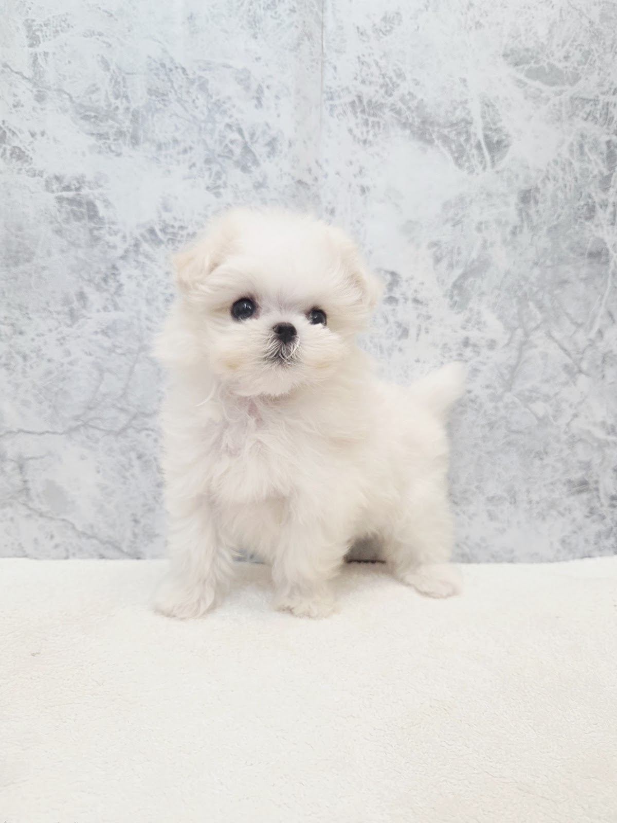 マルチーズの写真3