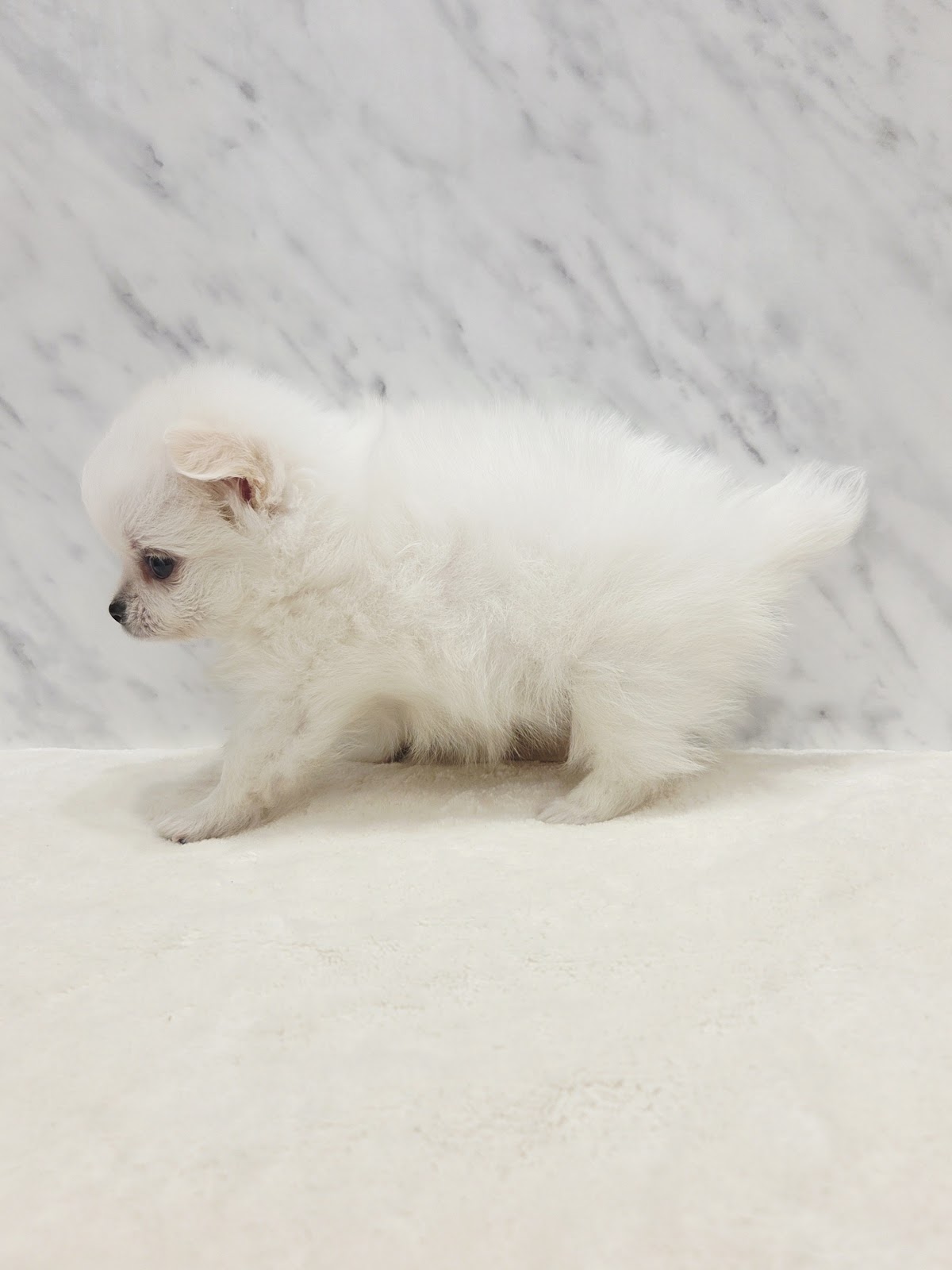 ポメラニアン×チワワの写真2