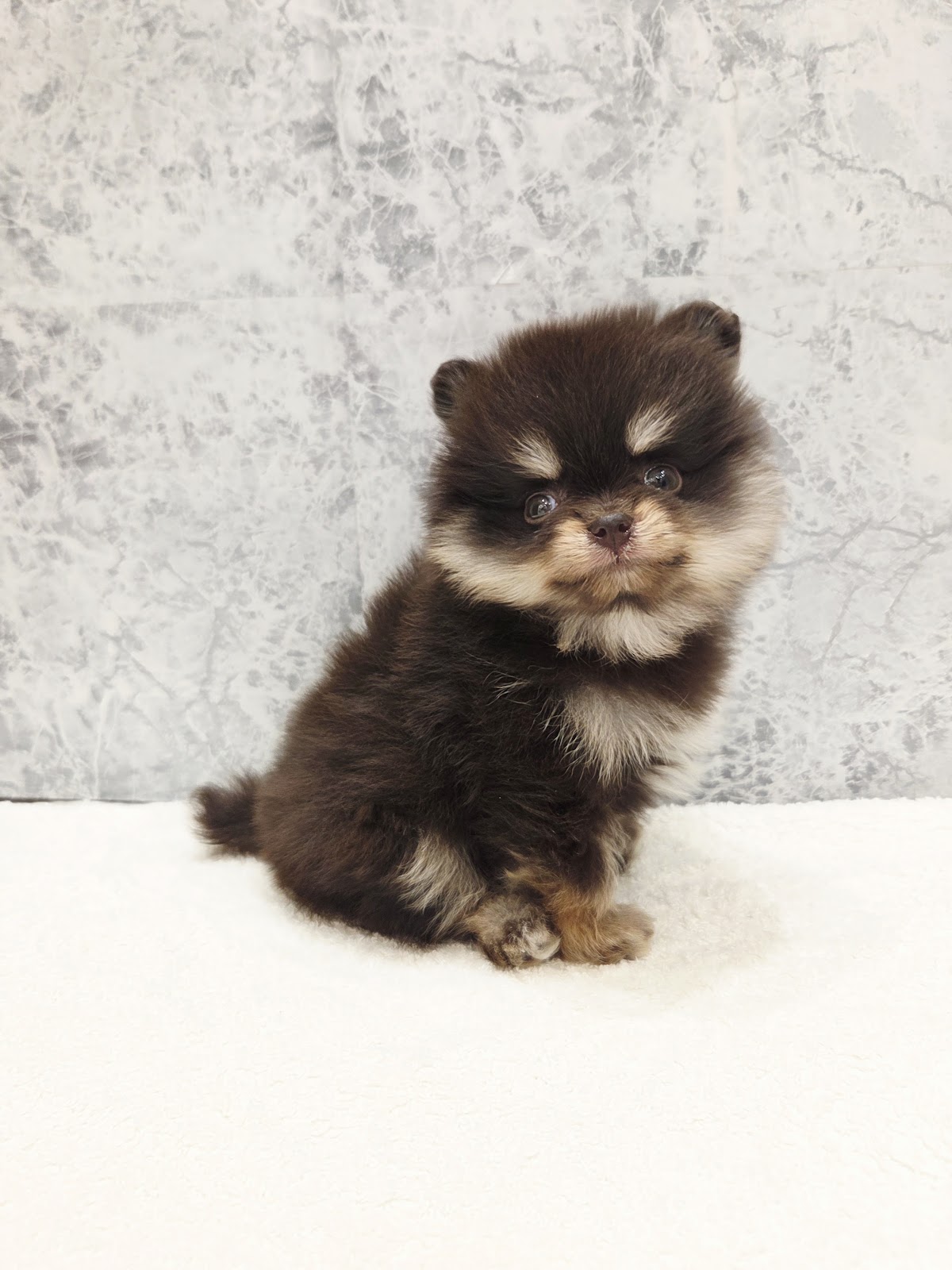 ポメラニアンの写真3