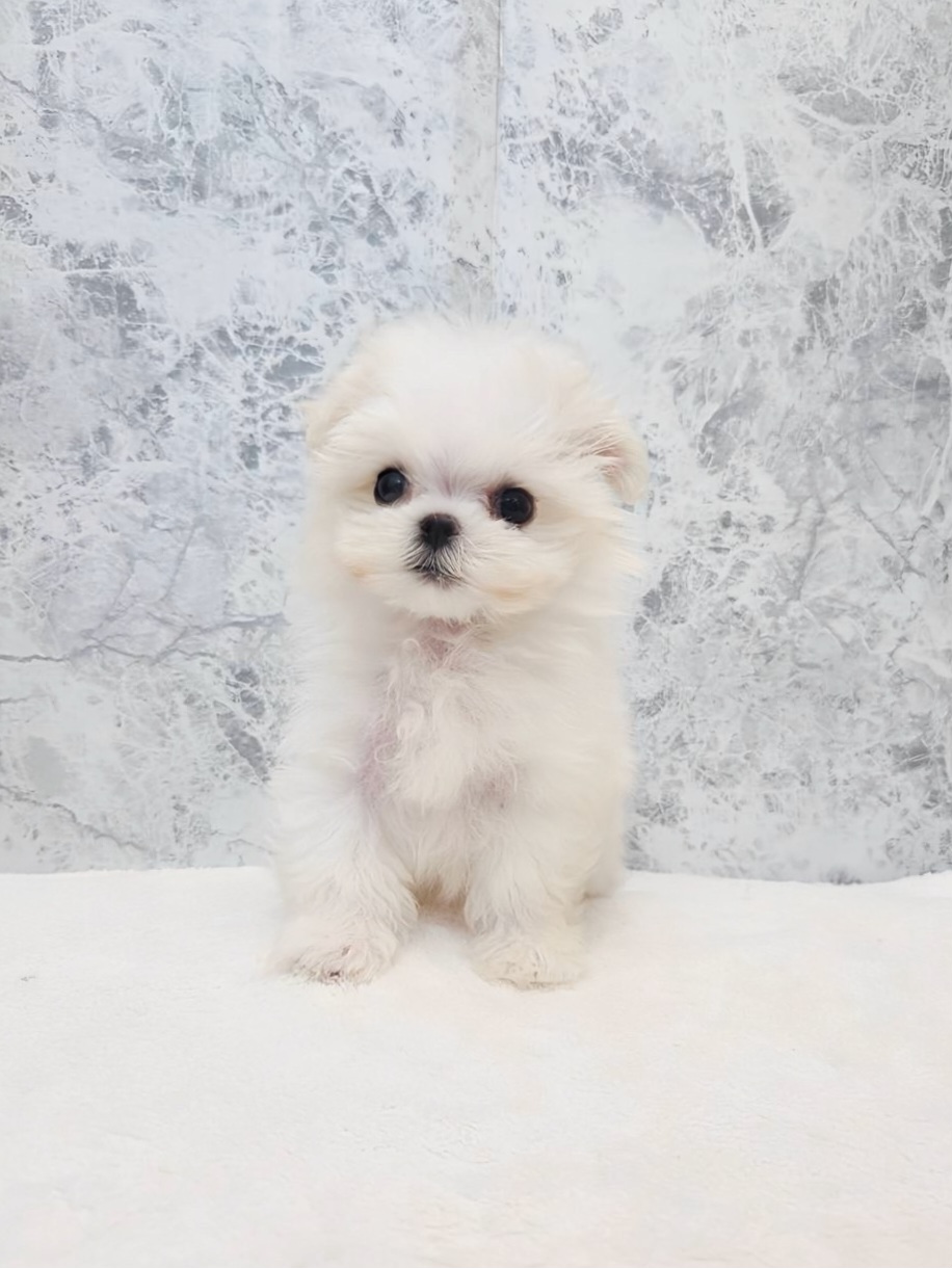 マルチーズの写真1