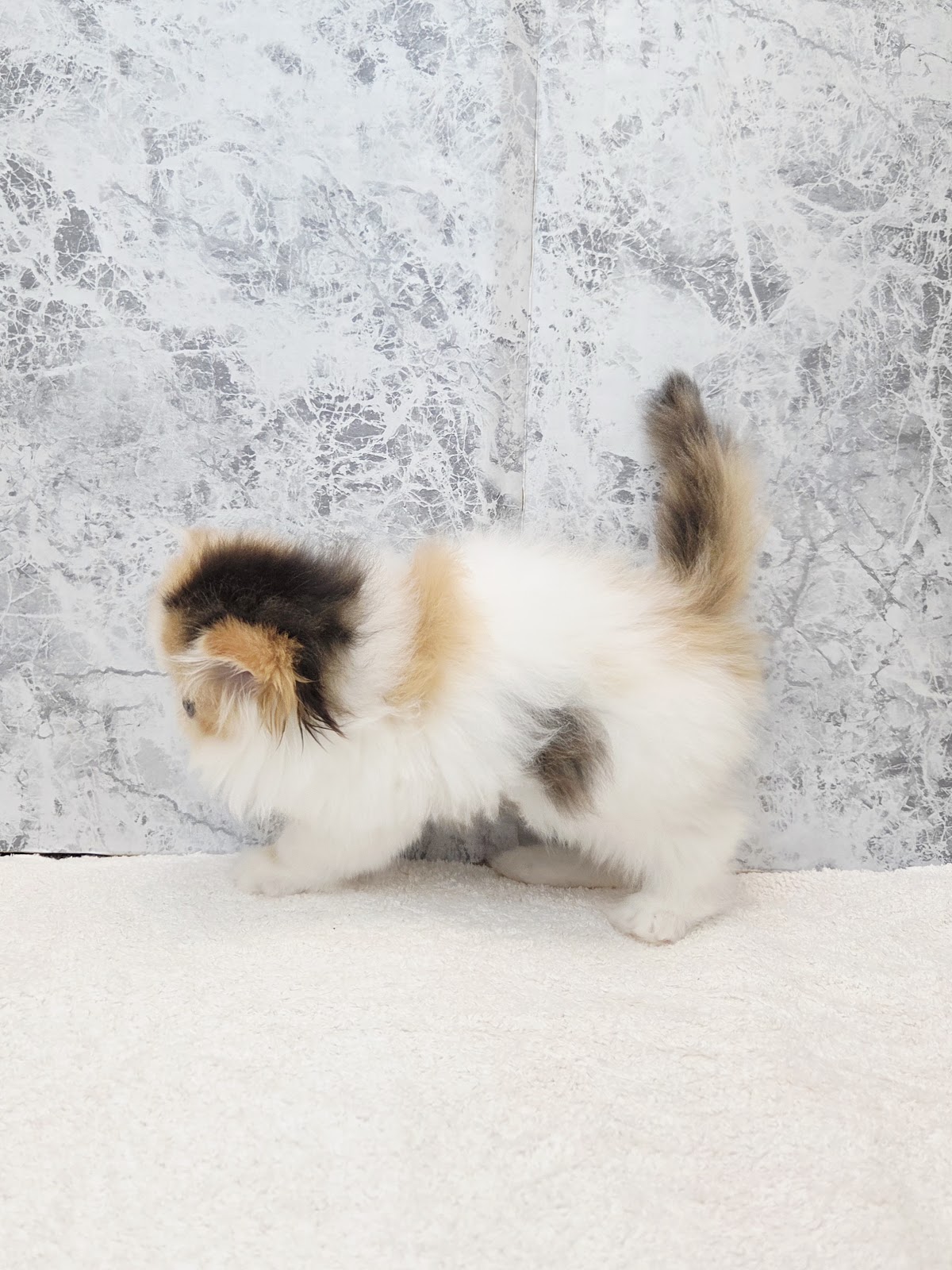 エキゾチックの写真2