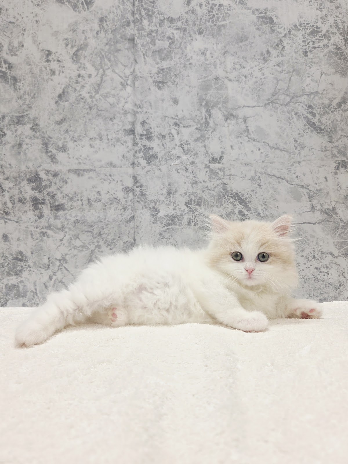 サイベリアンの写真3