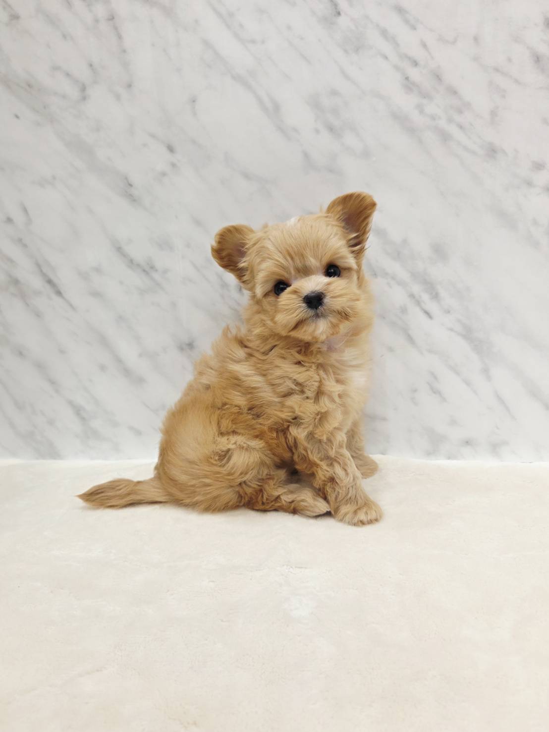 トイプードル×チワワの写真3