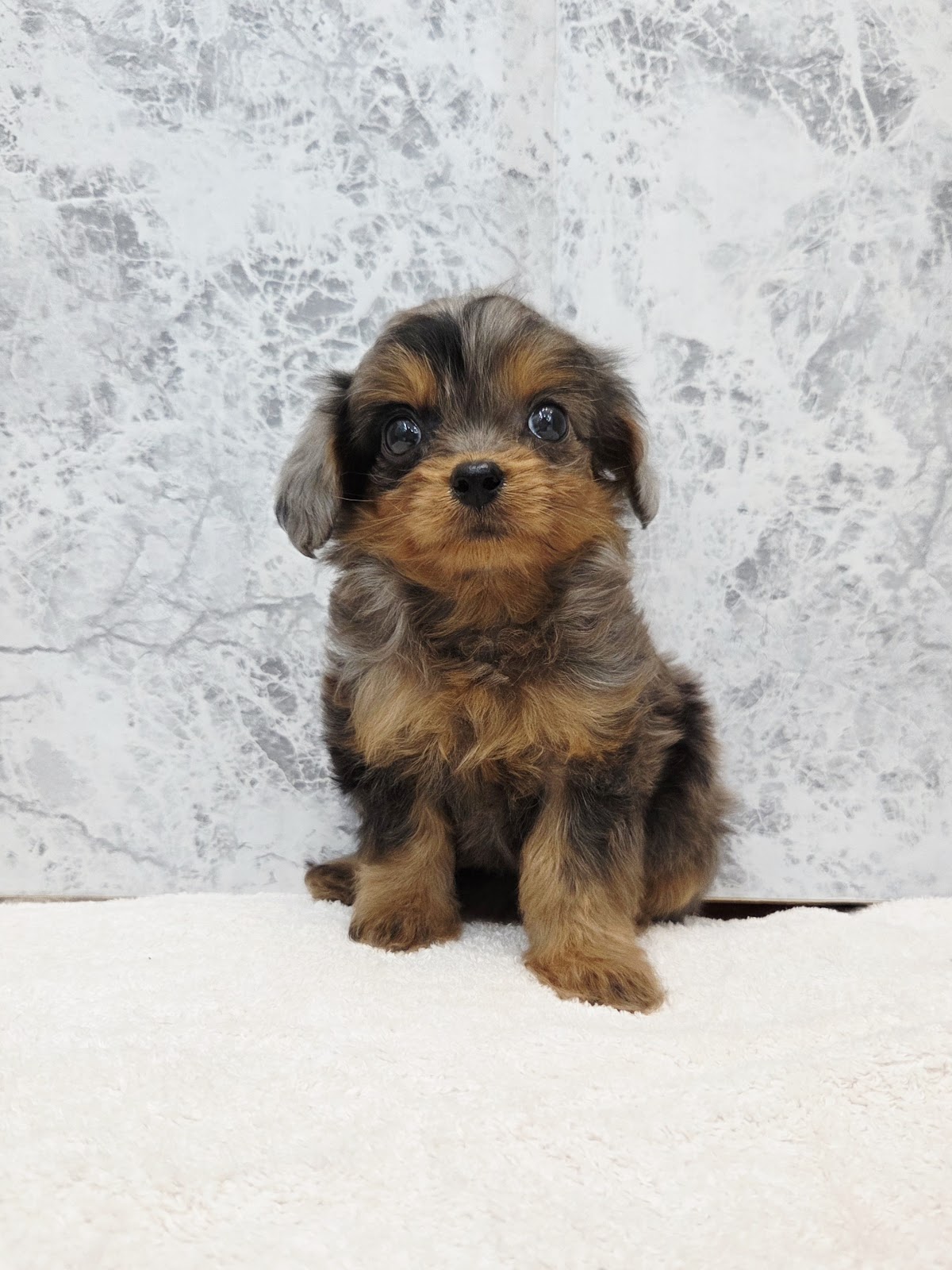 トイプードル×チワワの写真