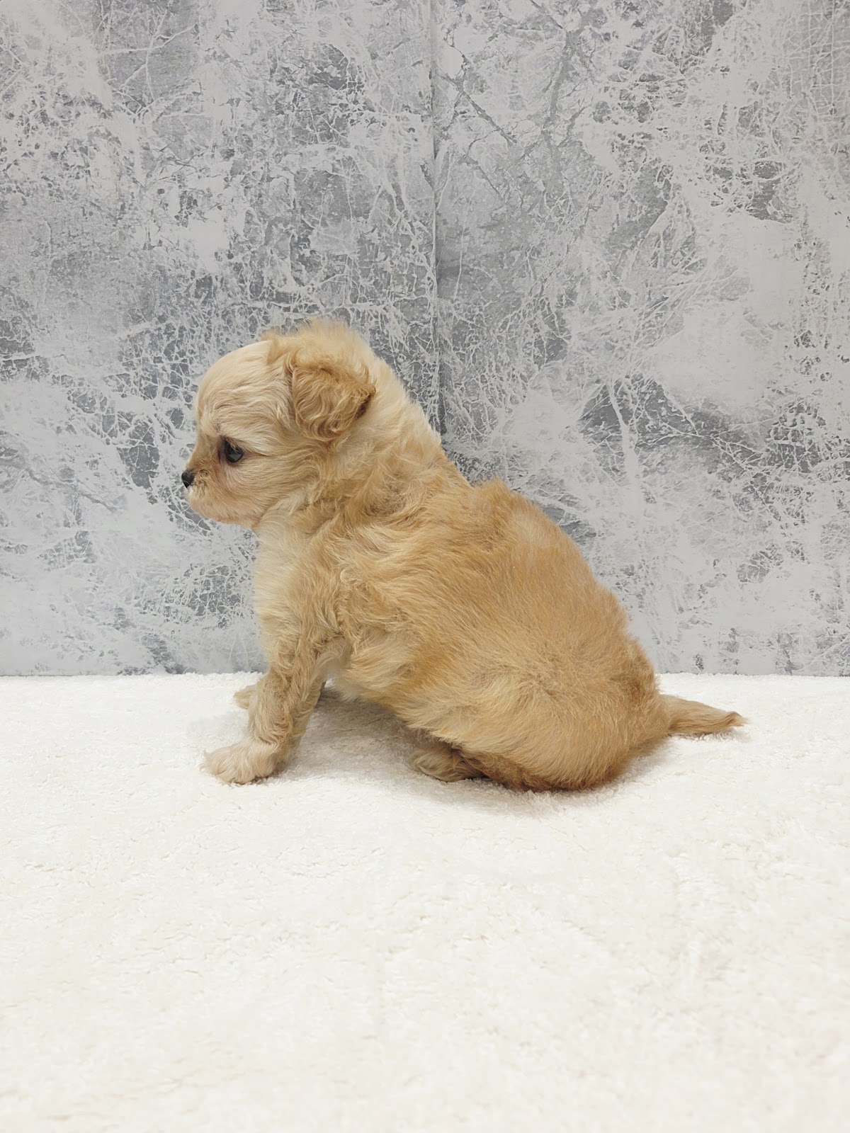 トイプードル×チワワの写真2