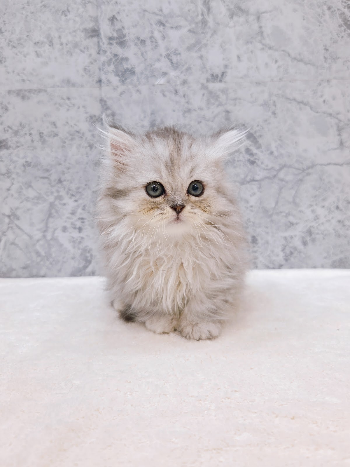 ミヌエットの写真