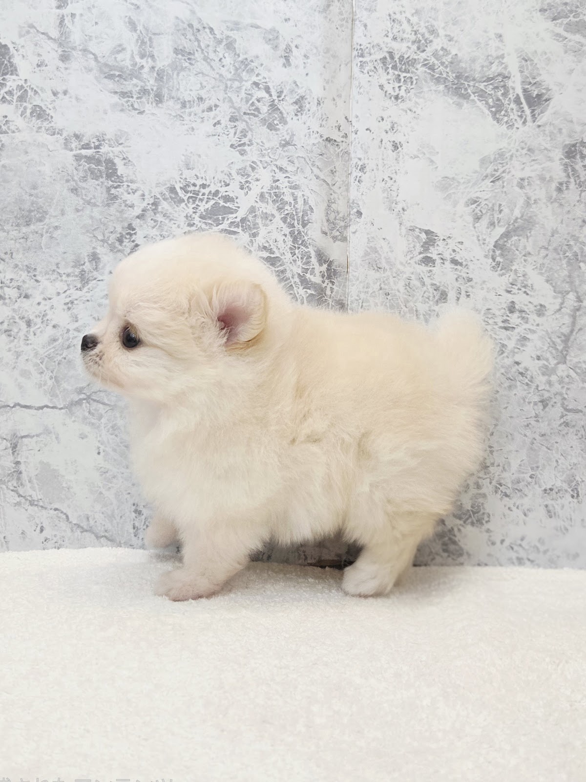 ポメラニアン×チワワの写真2