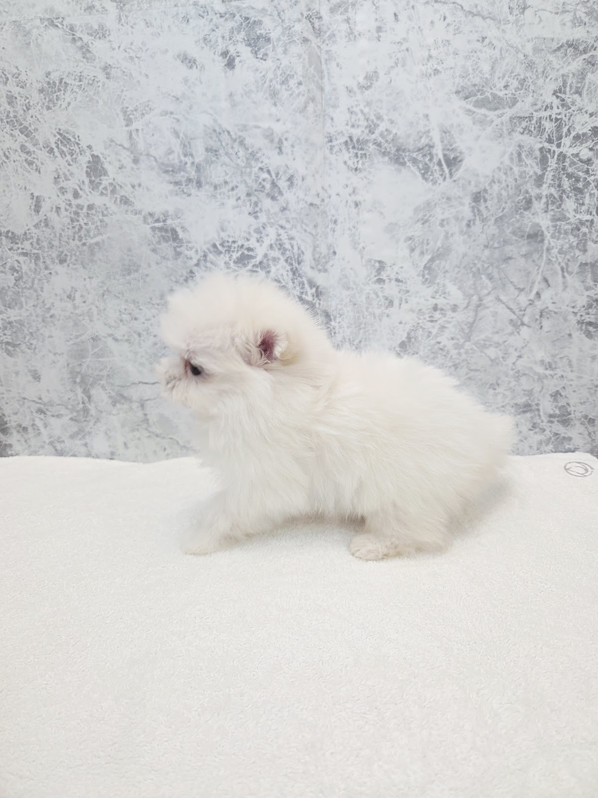 マルチーズ×ポメラニアンの写真2