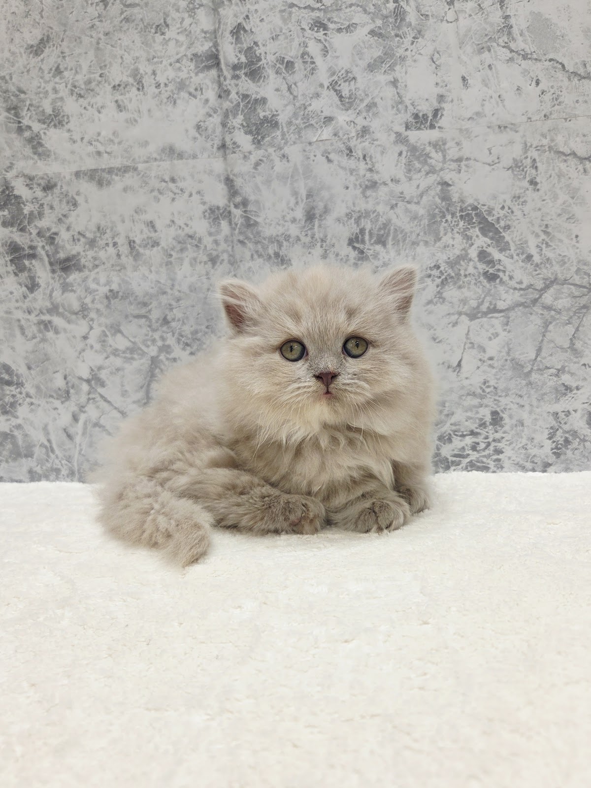 ミヌエットの写真3