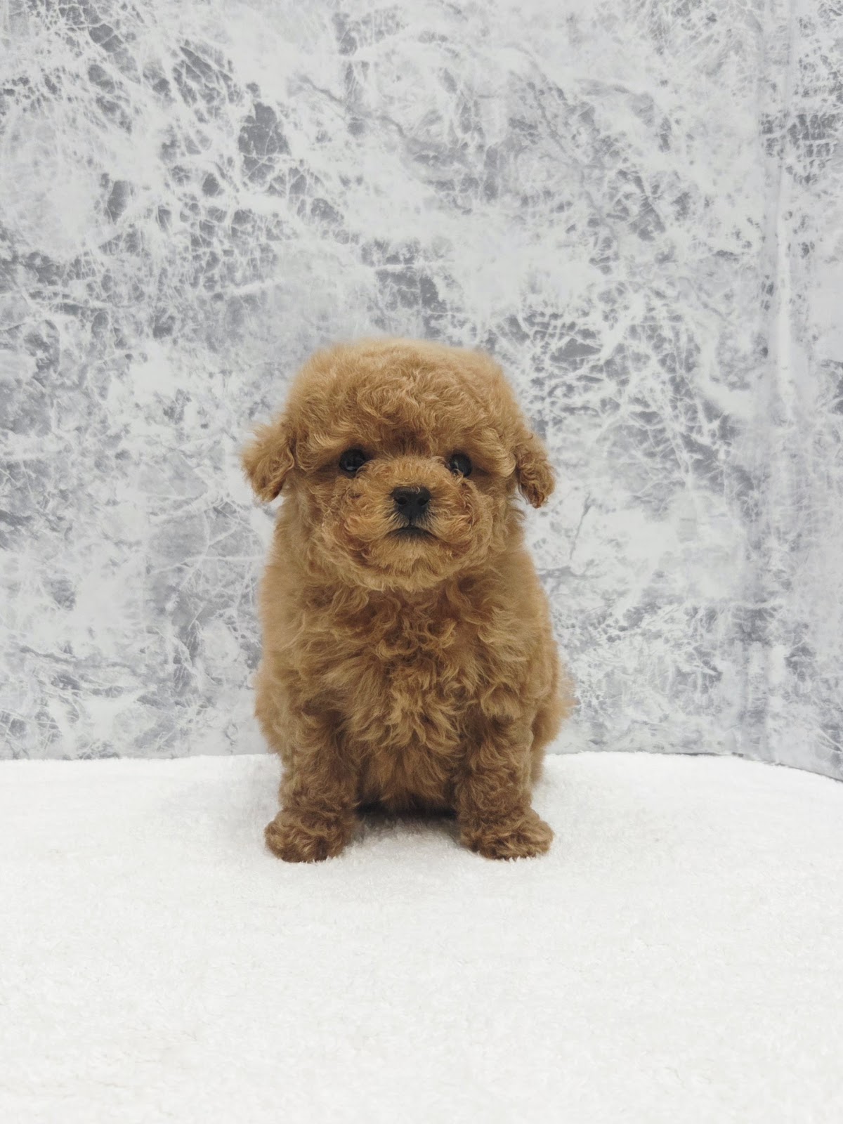 ティーカッププードルの写真