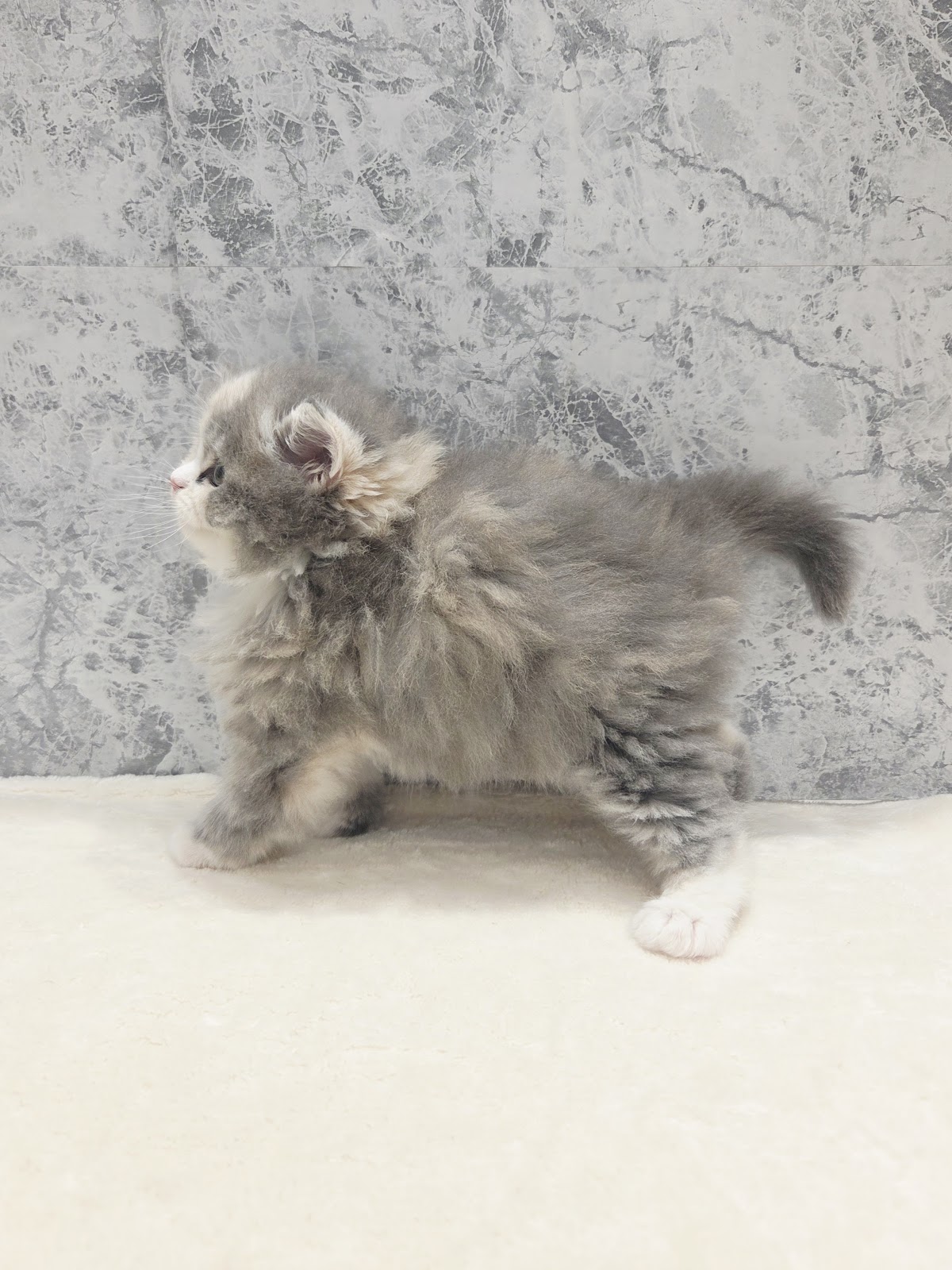 ラガマフィンの写真2