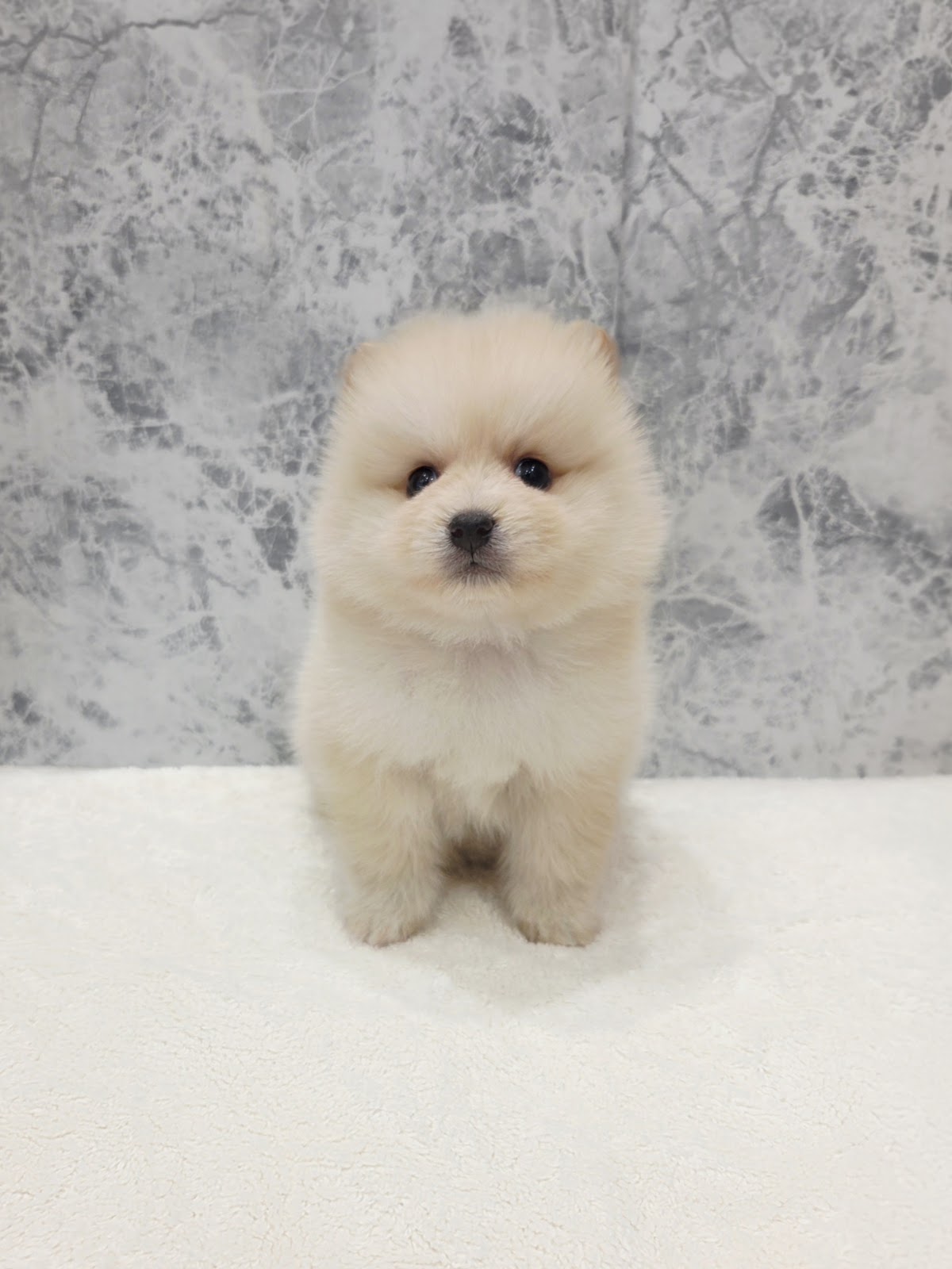 豆柴×ポメラニアンの写真