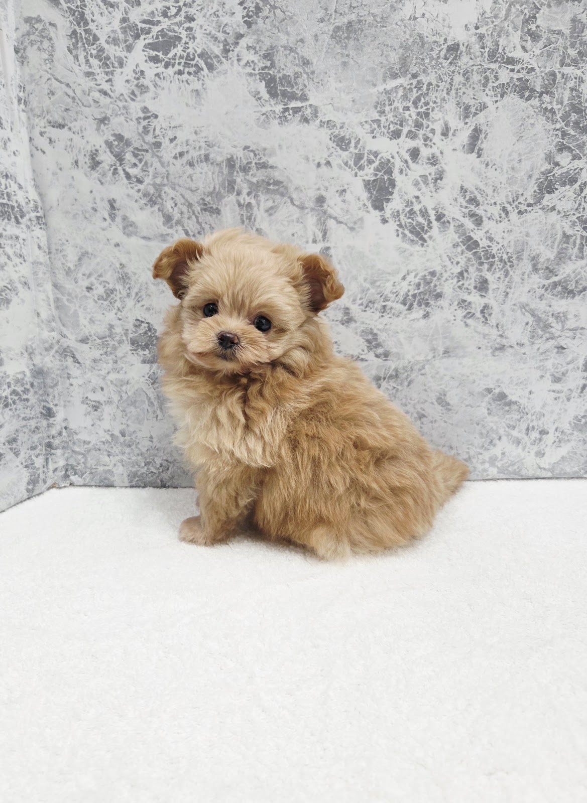 トイプードル×ポメラニアンの写真3