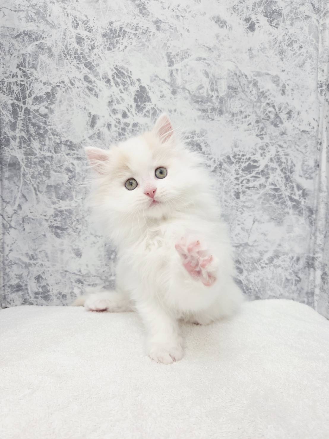 サイベリアンの写真3