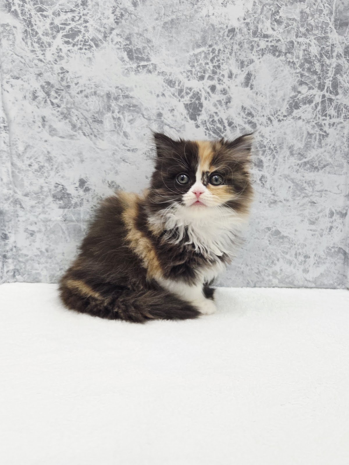 ミヌエットの写真3