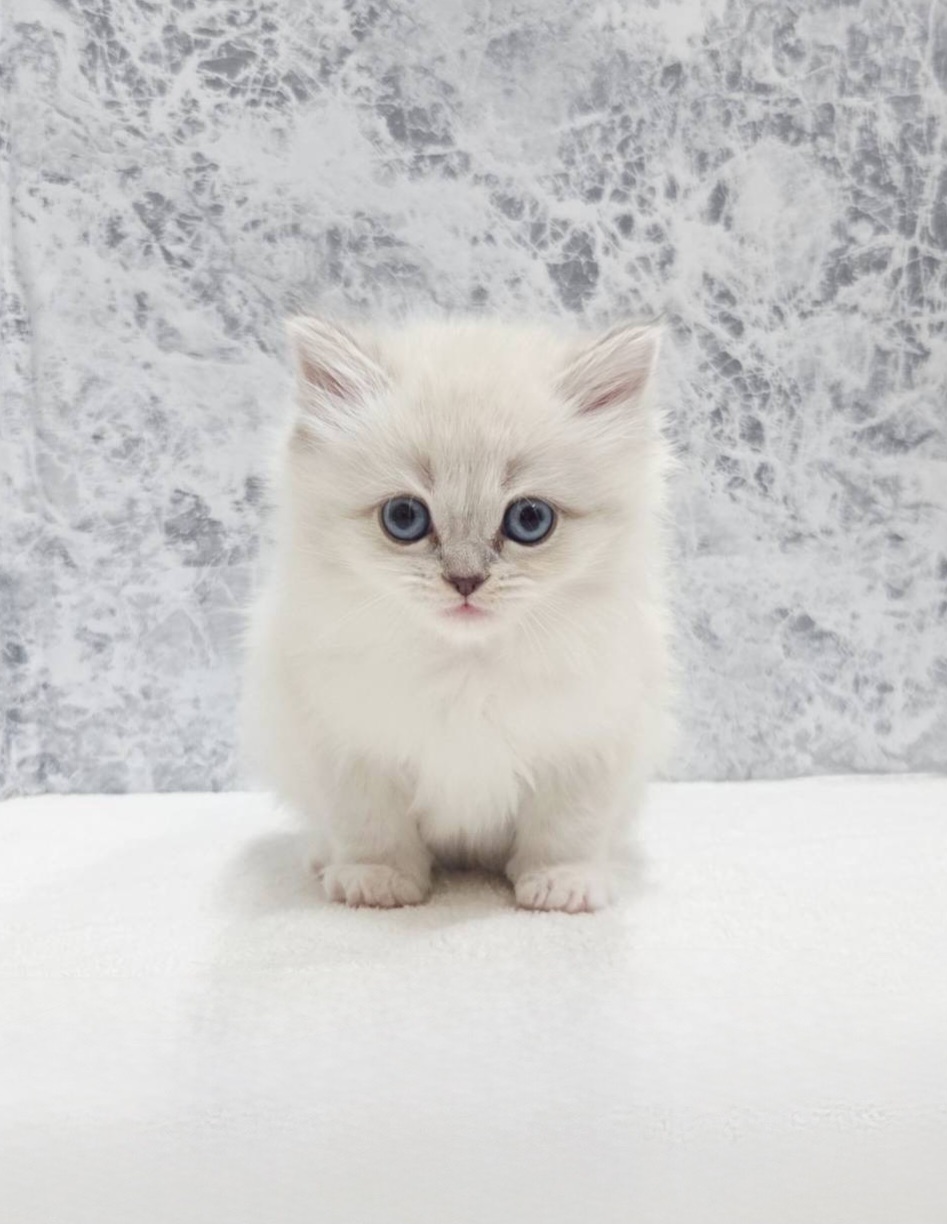 ネヴァマスカレードの写真