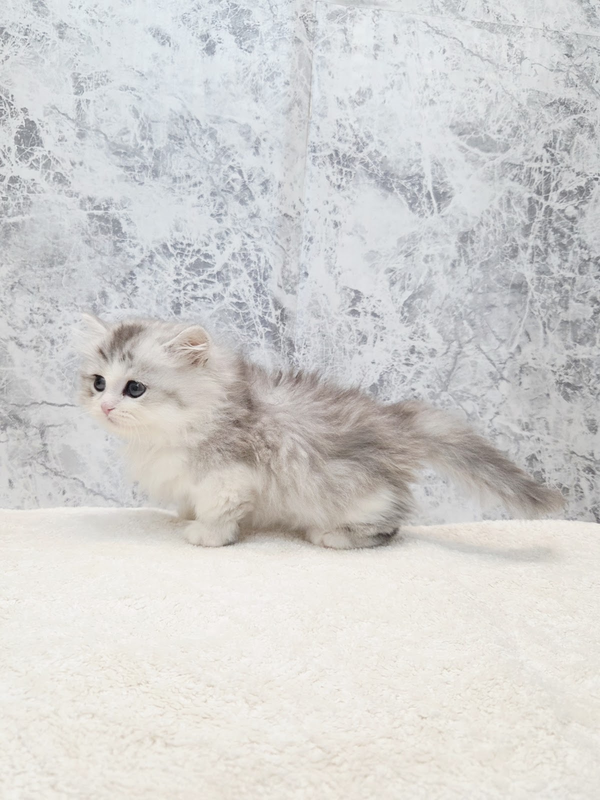 ミヌエットの写真2