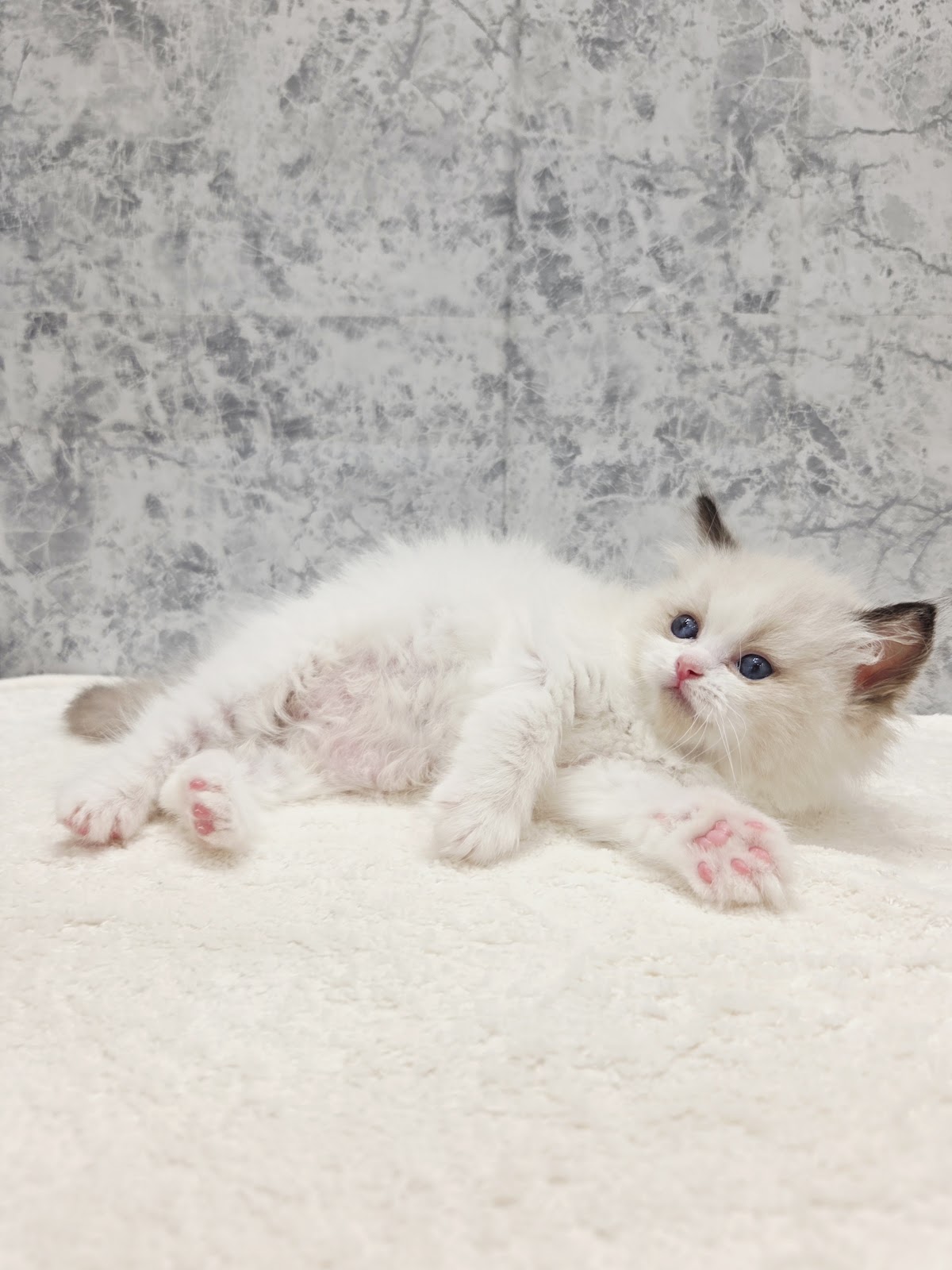 ラグドールの写真3