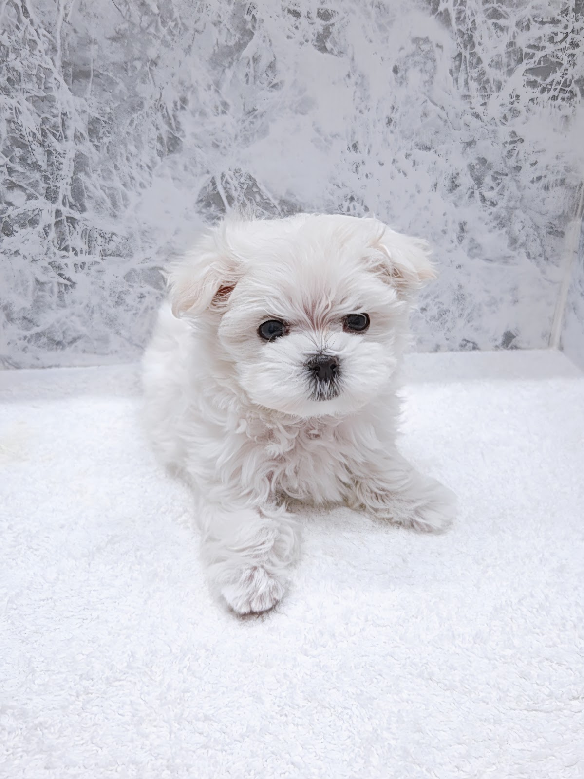 マルチーズの写真3