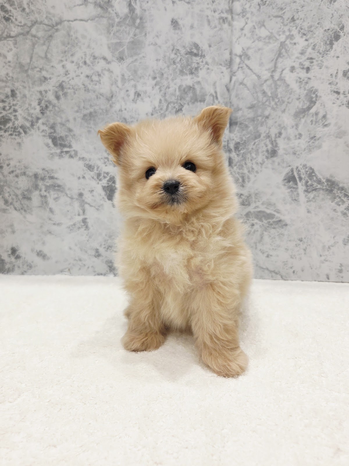 トイプードル×ポメラニアンの写真