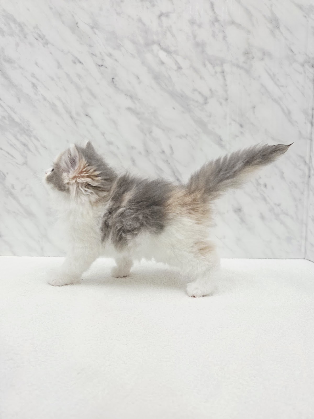 サイベリアンの写真2