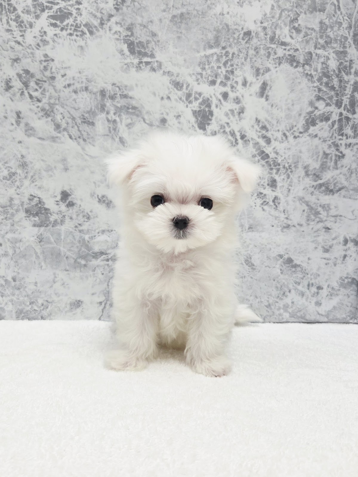 マルチーズの写真