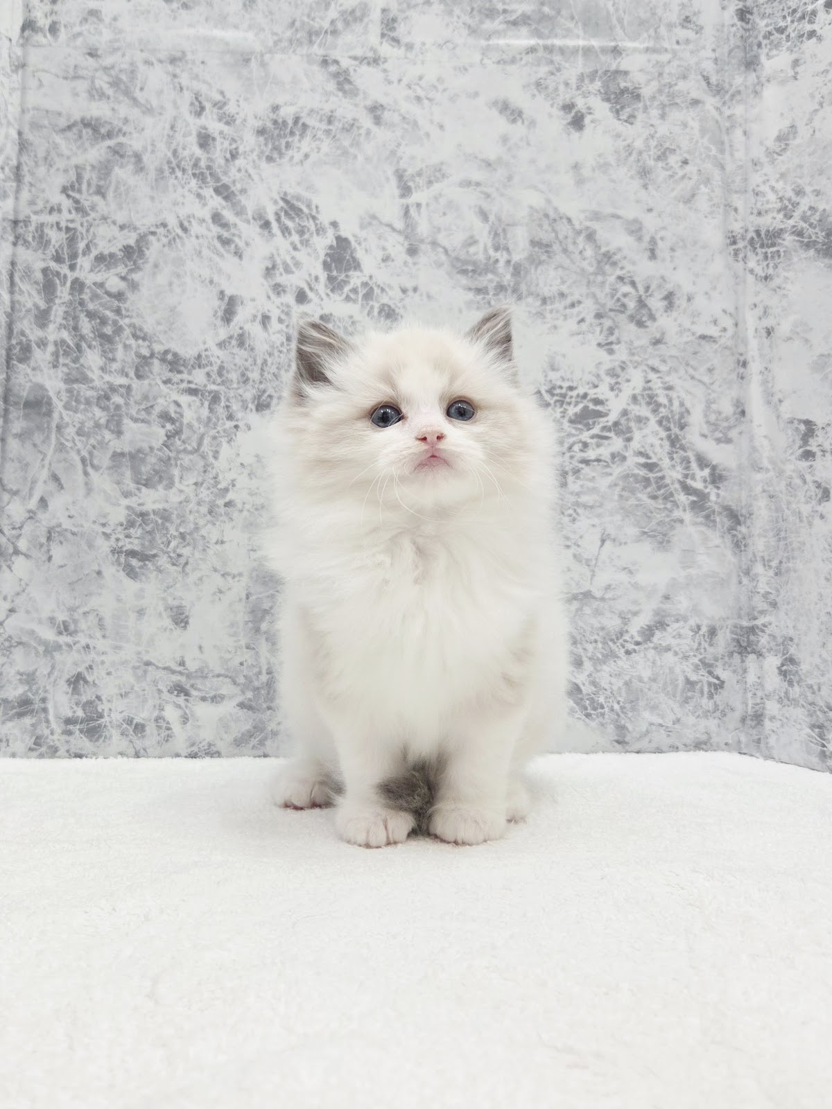 ラグドールの写真3