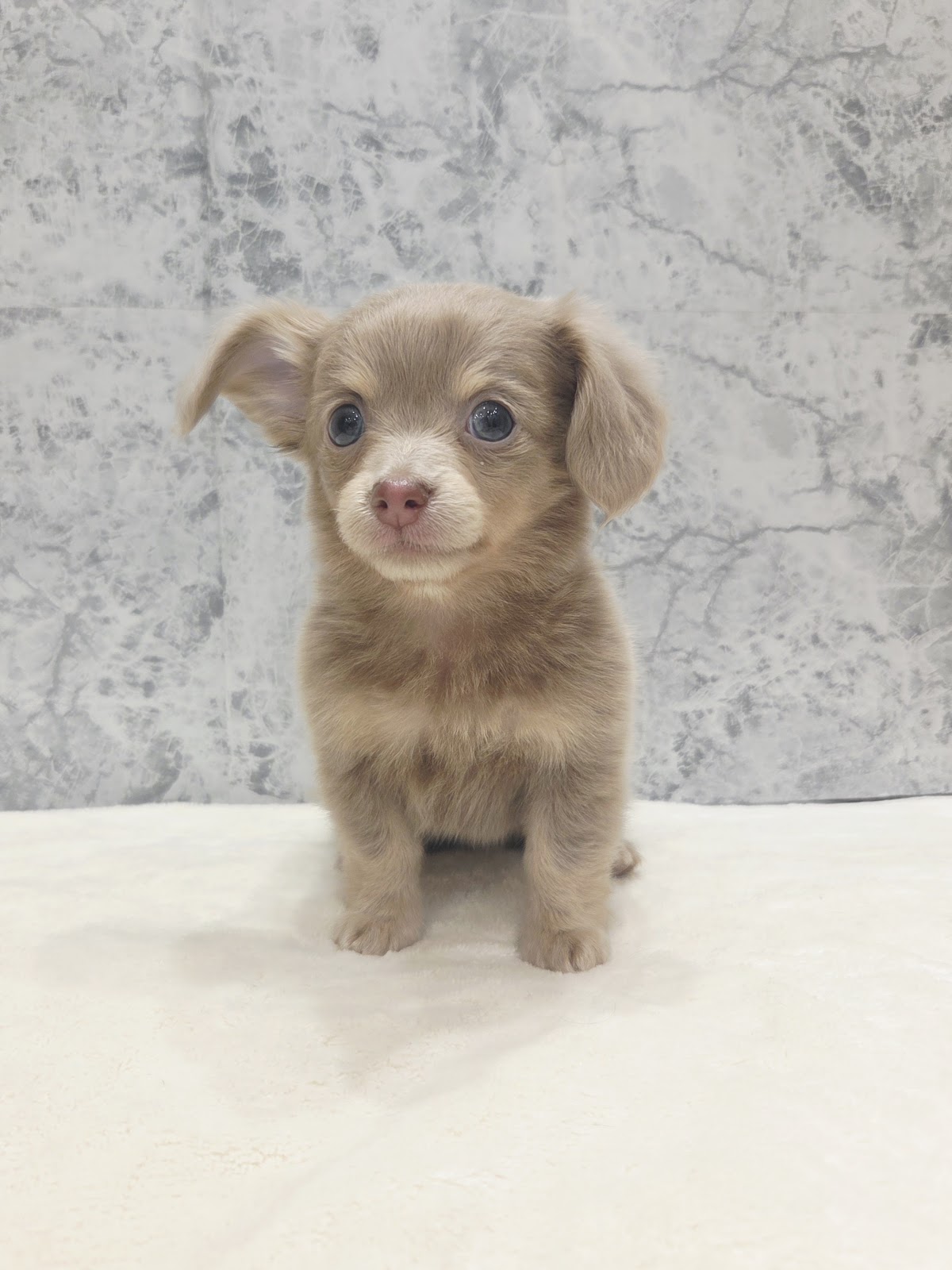 ダックスフンド×チワワの写真3