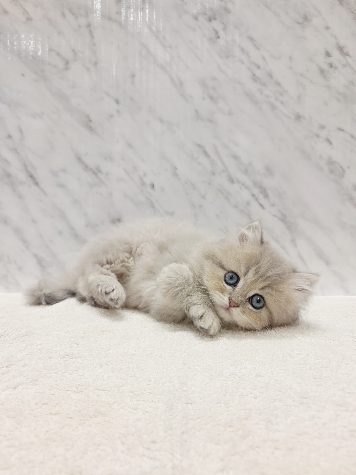 ペルシャの写真3