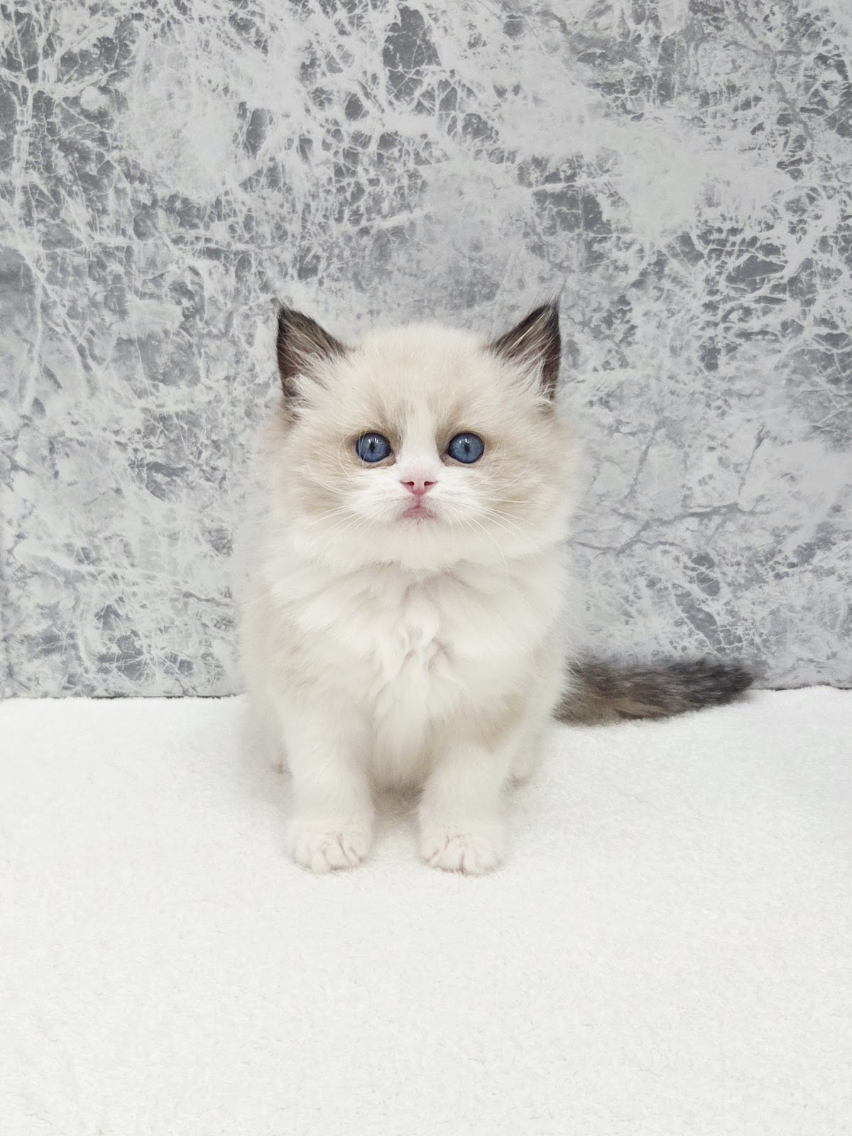 ラグドールの写真