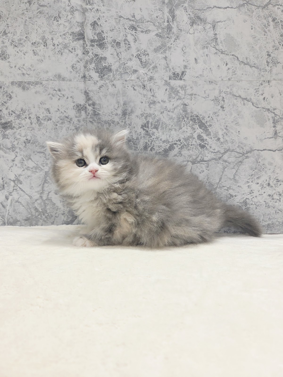 ラガマフィンの写真3