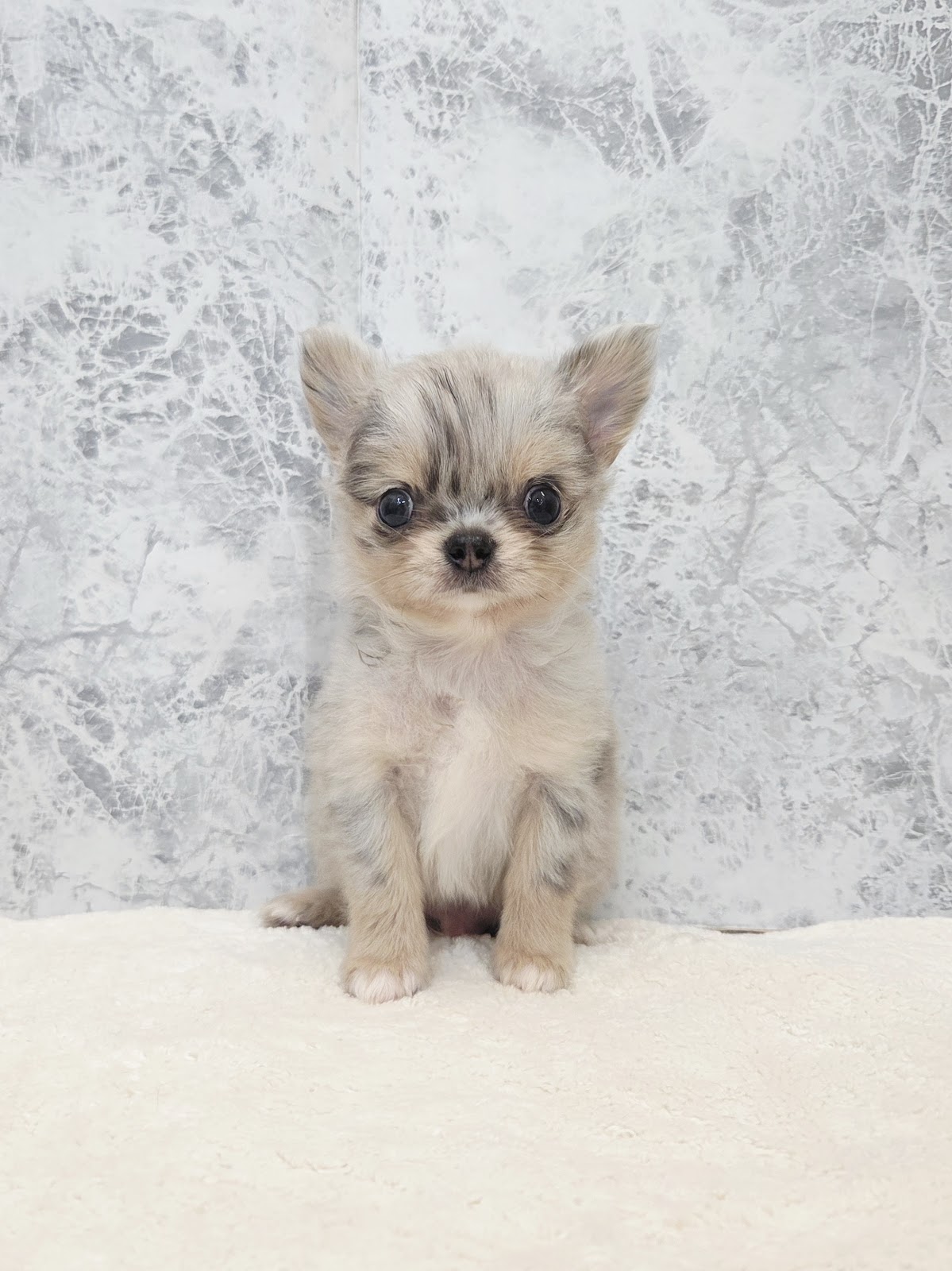 ロングコートチワワの写真