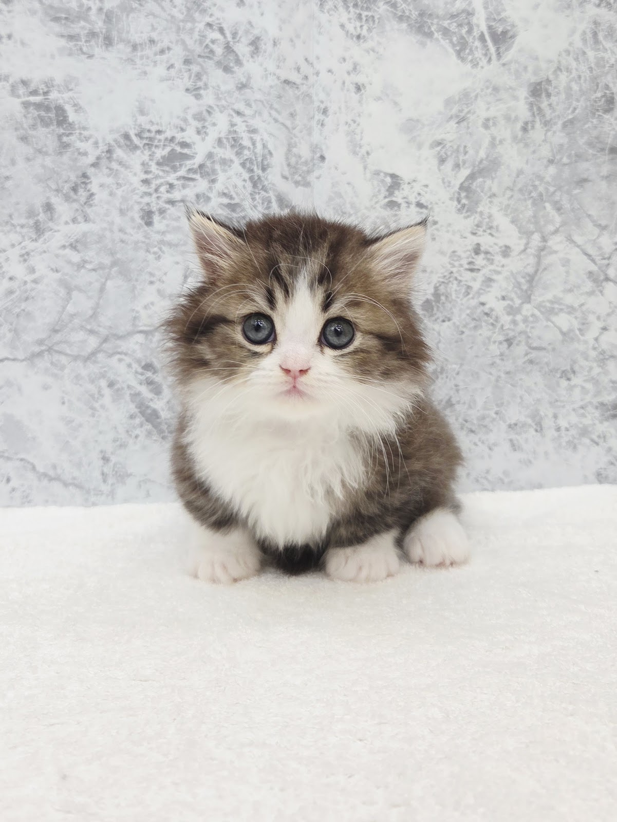 ミヌエットの写真