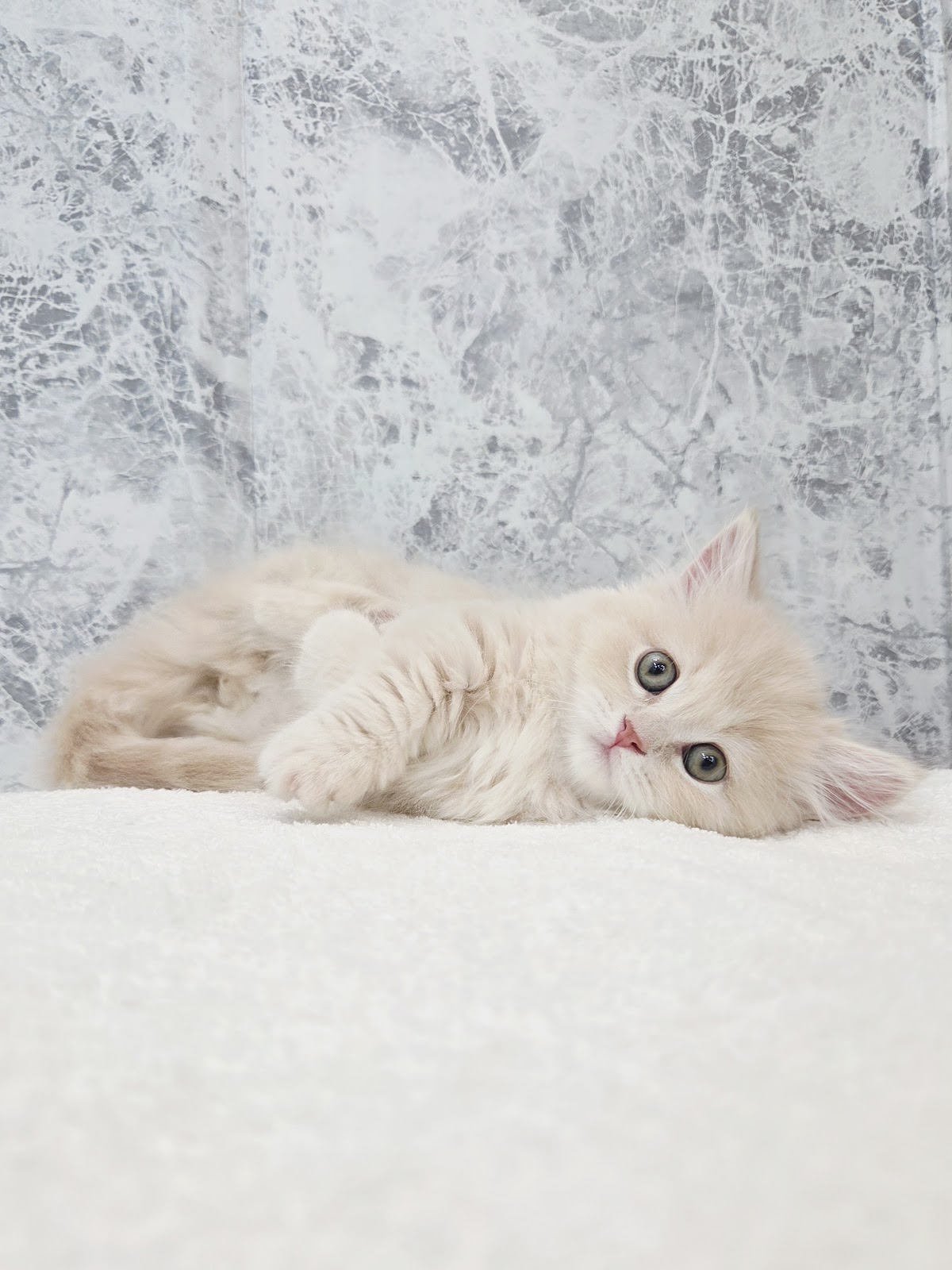 ミヌエットの写真3