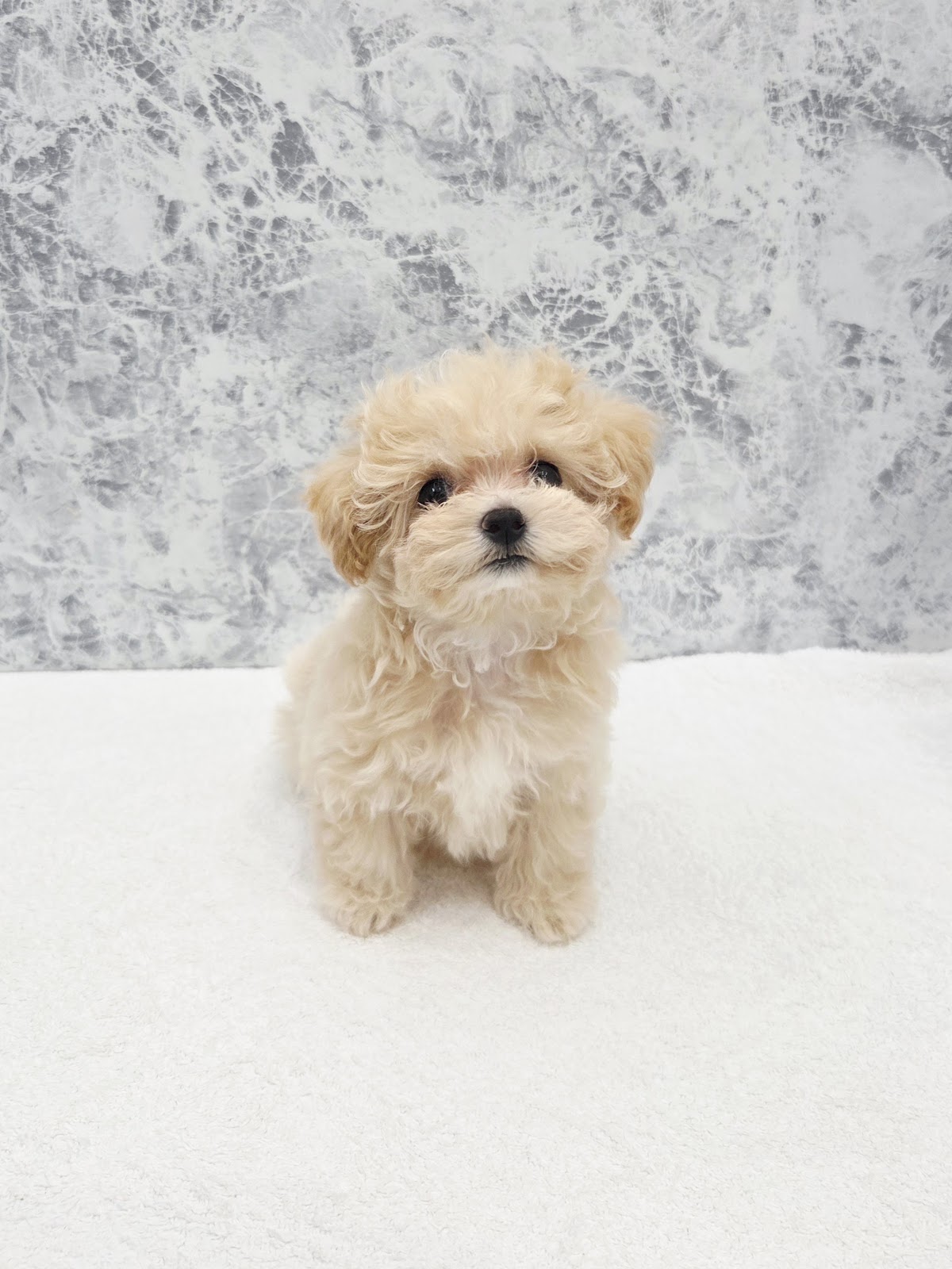 ヨークシャーテリアの子犬を探す｜ブリーダー直販の子犬販売【みんなのブリーダー】, image size:1200x1600