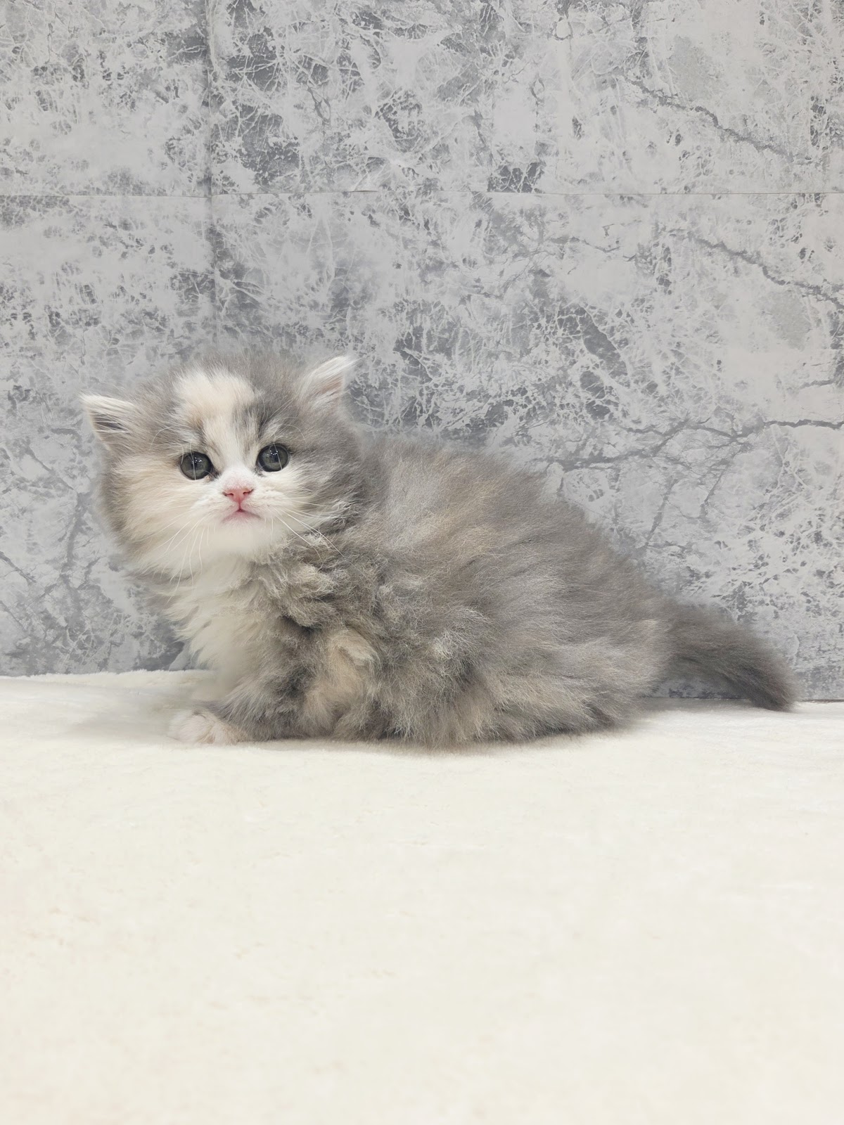 ラガマフィンの写真3