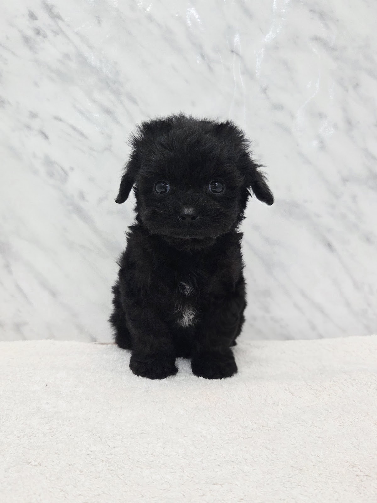 トイプードル×チワワの写真